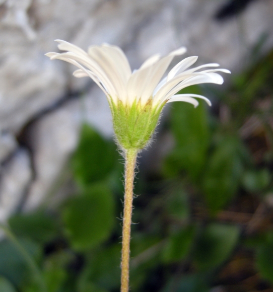 Bellidiastrum michelii (=Aster bellidiastrum)